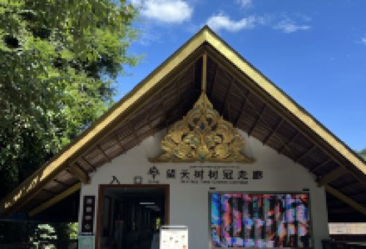 望天树-空中走廊景点图片