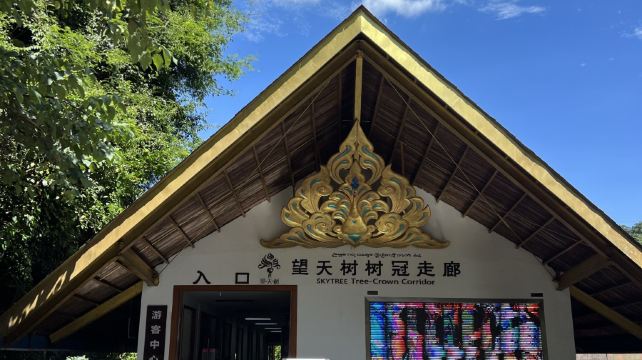 望天树-空中走廊