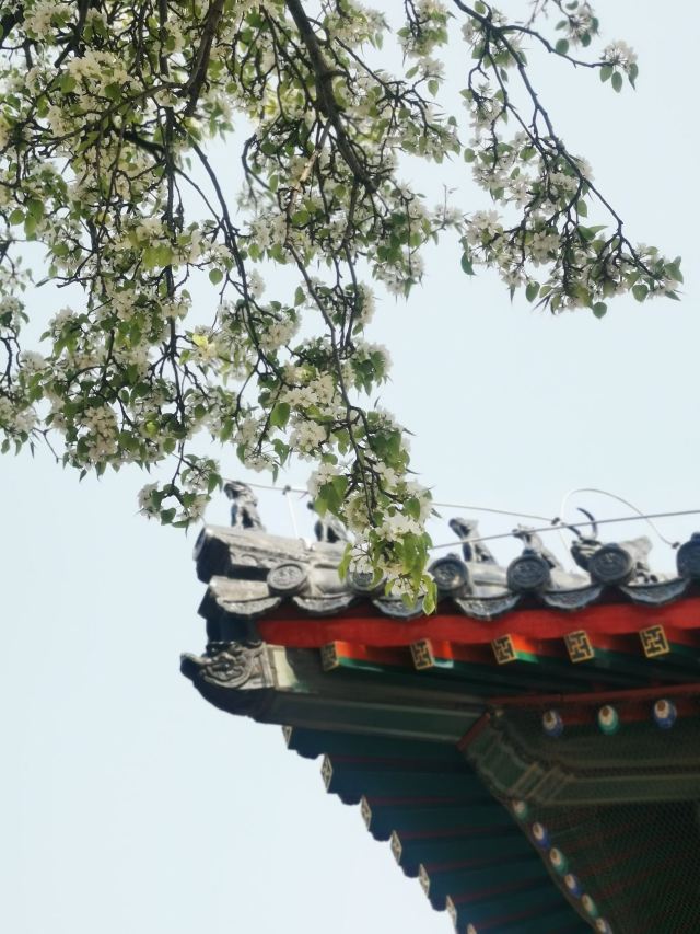 智化寺旅行图片 3
