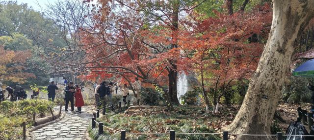 上海共青森林公园旅行图片 3