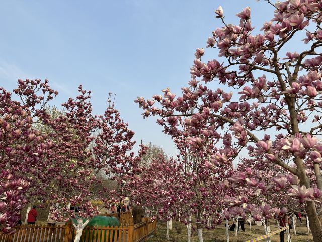 北京国际雕塑公园旅行图片 5