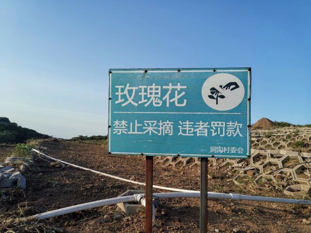 玫瑰谷旅行图片 1