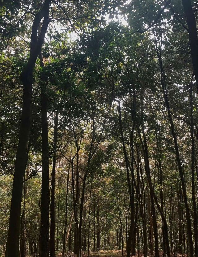 五象岭森林公园旅行图片 9