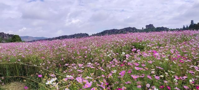 乃古石林风景区旅行图片 4