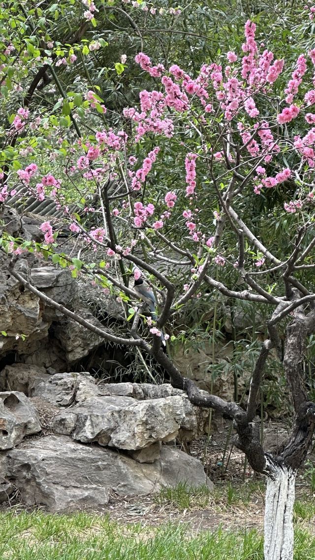 宣武艺园旅行图片 7