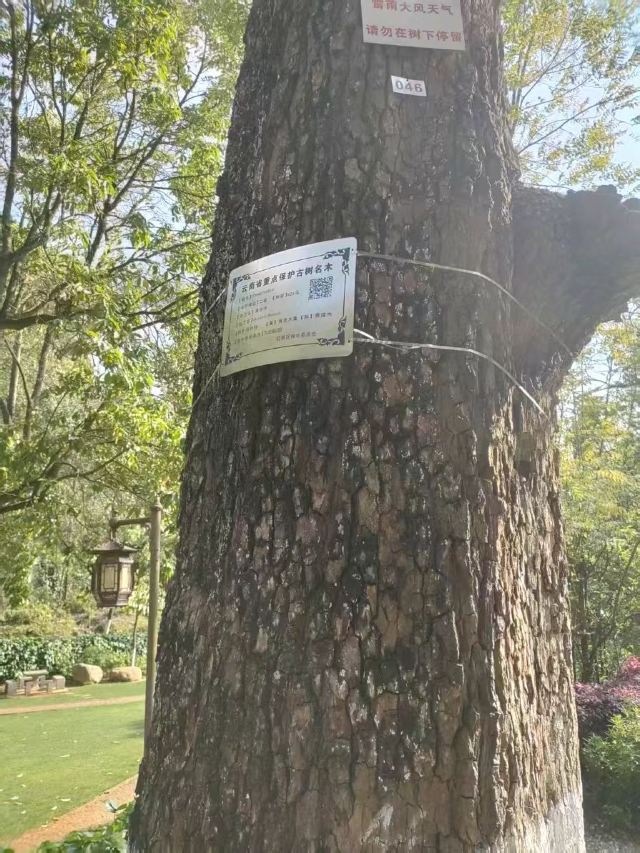玉溪九龙池古建筑群-九龙宫旅行图片 2
