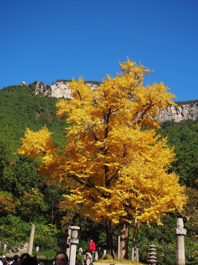 灵岩寺景区旅行图片 3