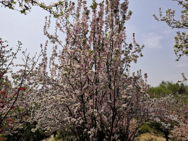石家庄植物园旅行图片 7