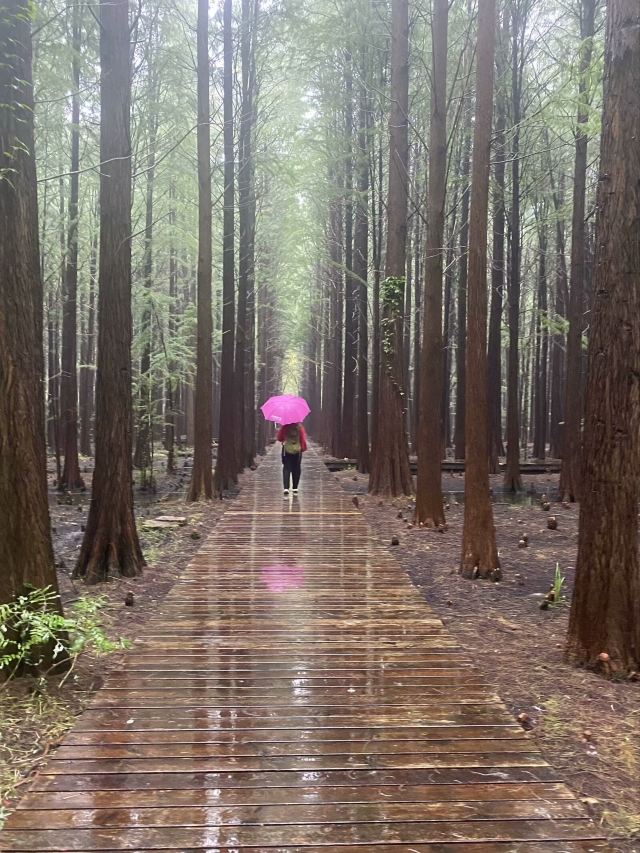 金湖水上森林景区旅行图片 1