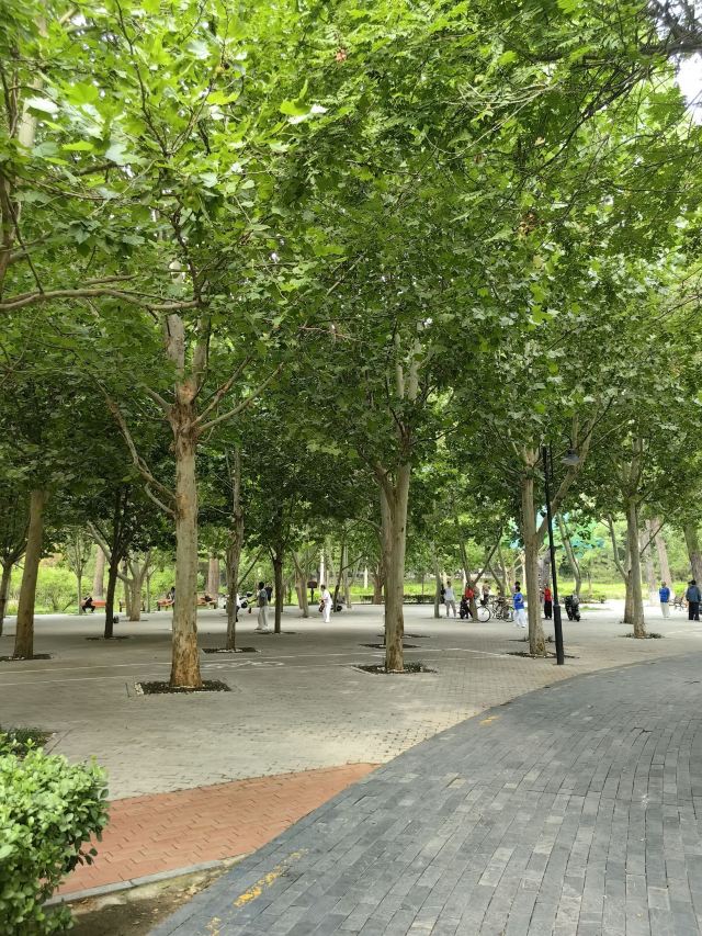 凤凰山公园旅行图片 13