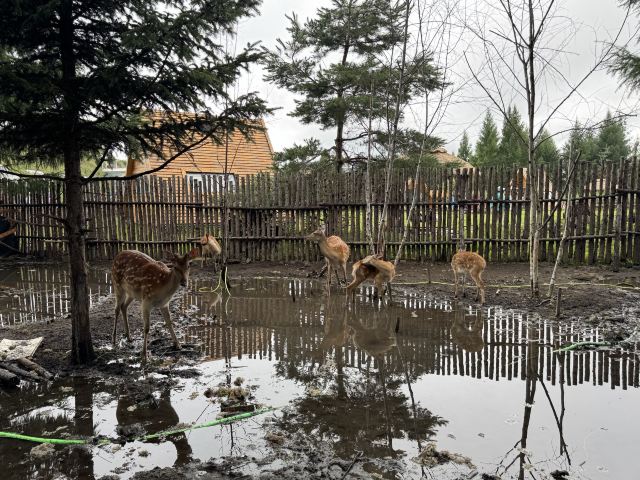 长白山雪绒花驯鹿园旅行图片 5
