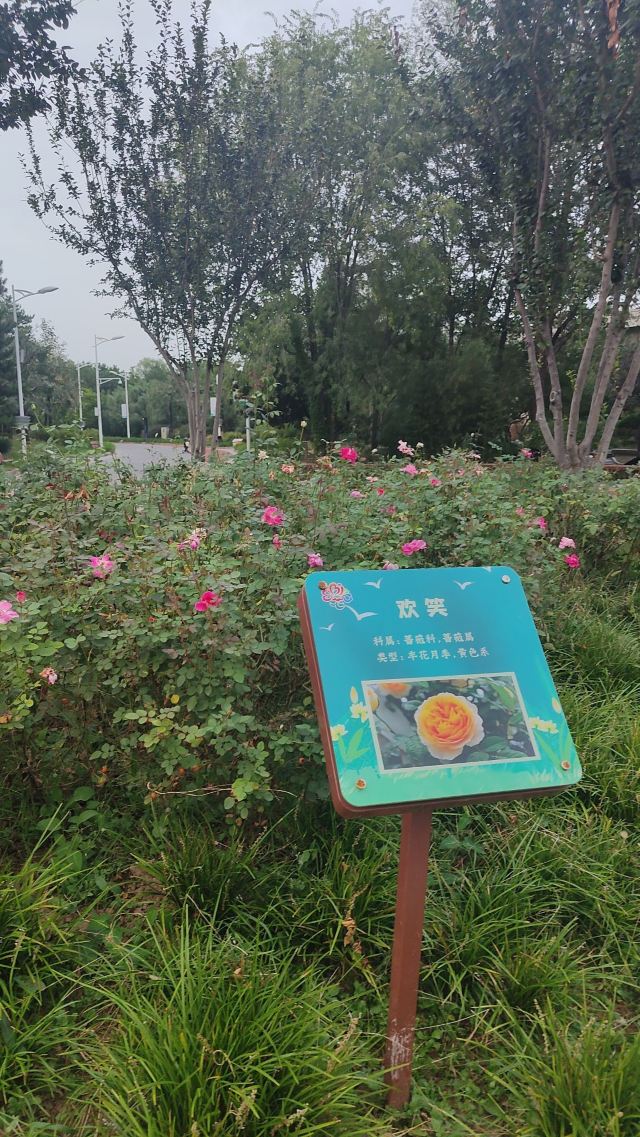 花博会主题公园旅行图片 6