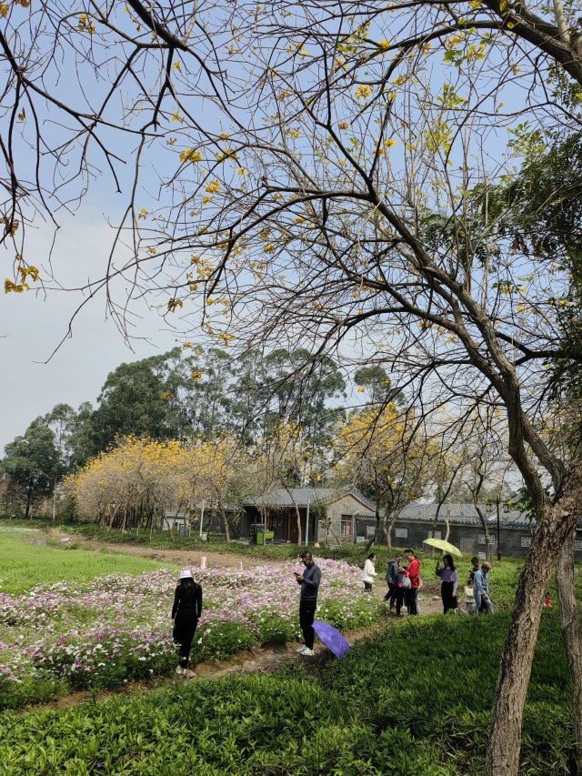 华阳湖国家湿地公园旅行图片 12