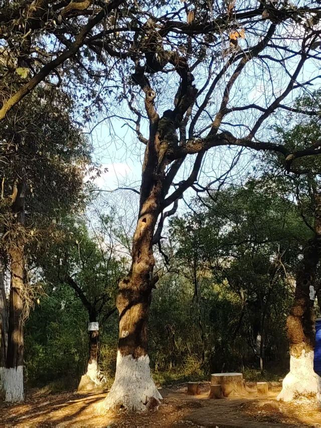 玉溪九龙池古建筑群-九龙宫旅行图片 3