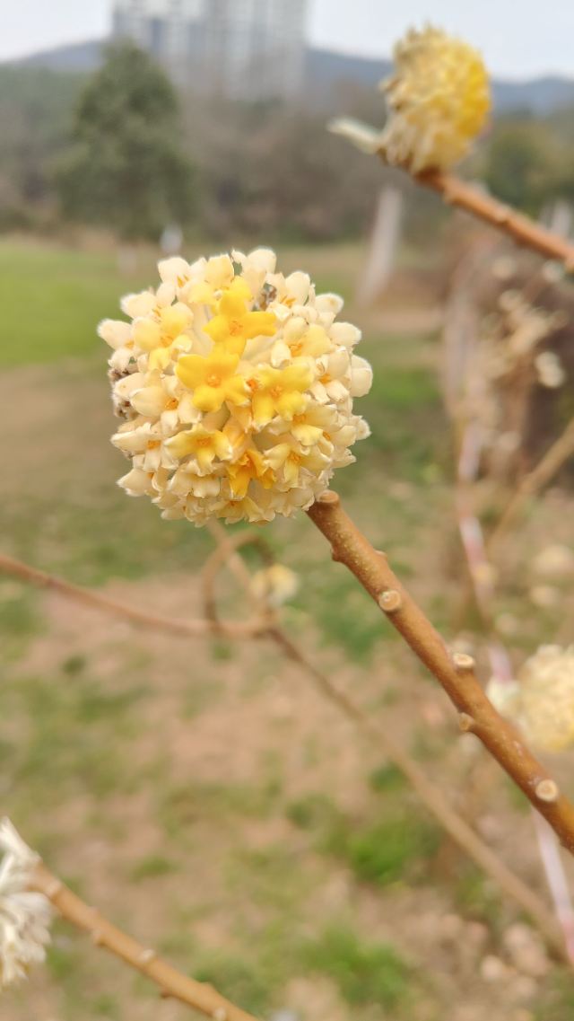 贵阳药用植物园旅行图片 2