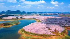 贵安樱花园-安顺-一点半的爱好听