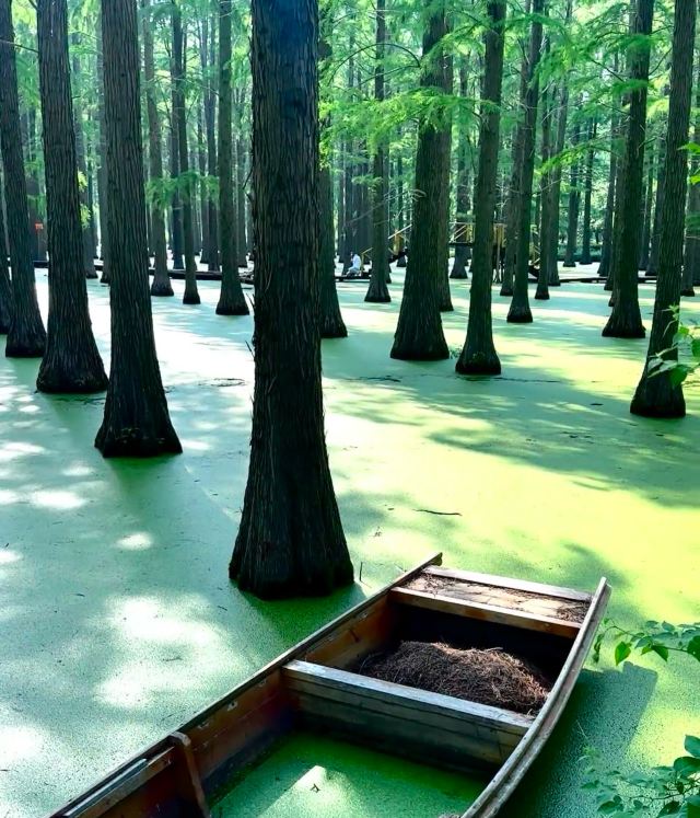渌洋湖湿地公园生态园旅行图片 1