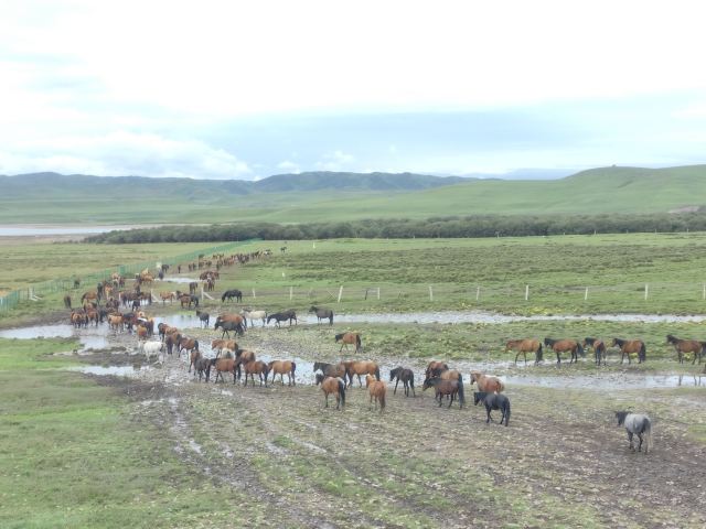山丹皇家马场景区(暂停开放)旅行图片 3