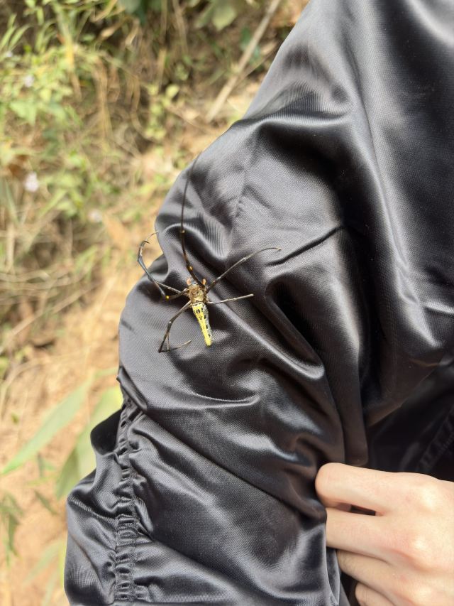 西双版纳纳卡雨林徒步旅行图片 5