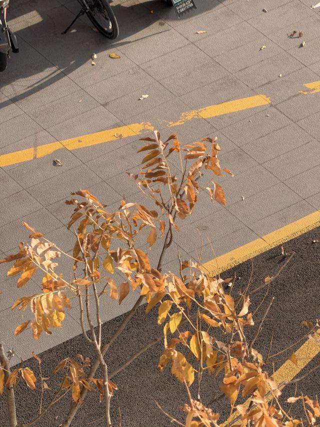 真如寺旅行图片 1