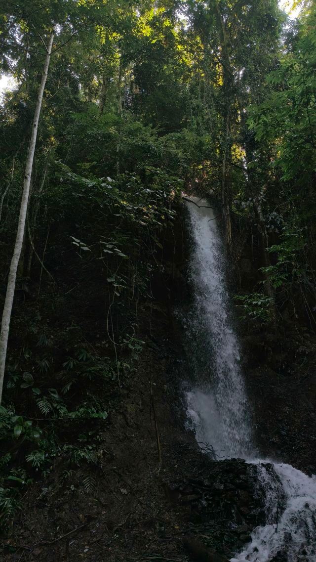 基诺山幽河谷雨林旅行图片 1