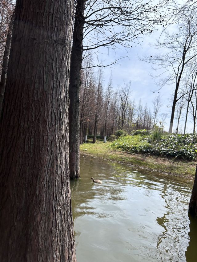 海洪湿地泼水广场旅行图片 1