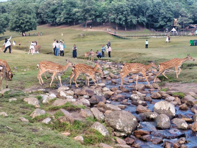 飞泷金山鹿苑旅行图片 4