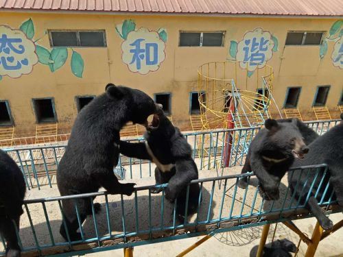 牡丹江珍稀动物园旅行图片 2