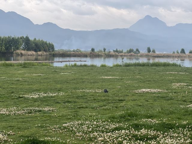 候鸟湾湿地旅行图片 2