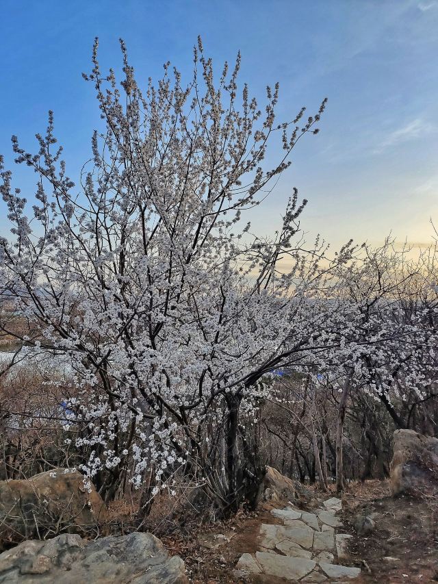 老山城市休闲公园旅行图片 10