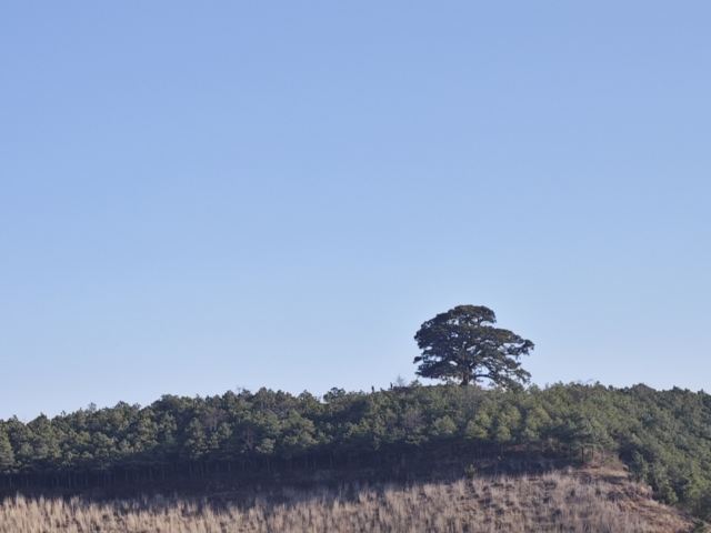 红土地千年老龙树(暂停开放)旅行图片 1