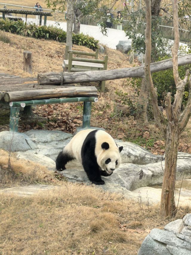 岳阳中华大熊猫苑旅行图片 2