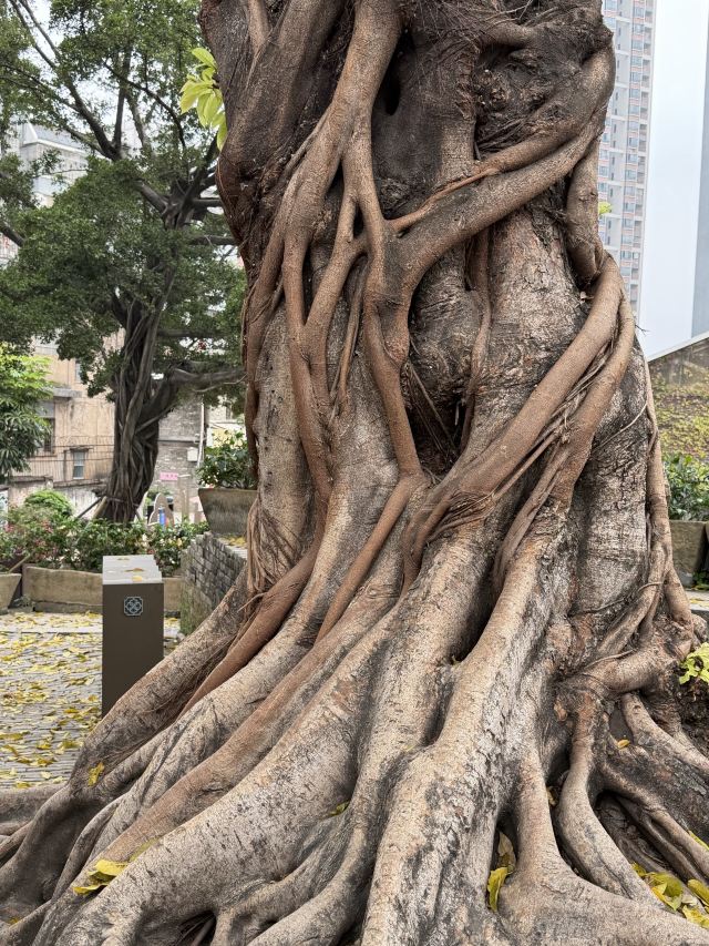 南风古灶旅行图片 1