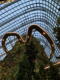 云雾林-新加坡-wwwellll