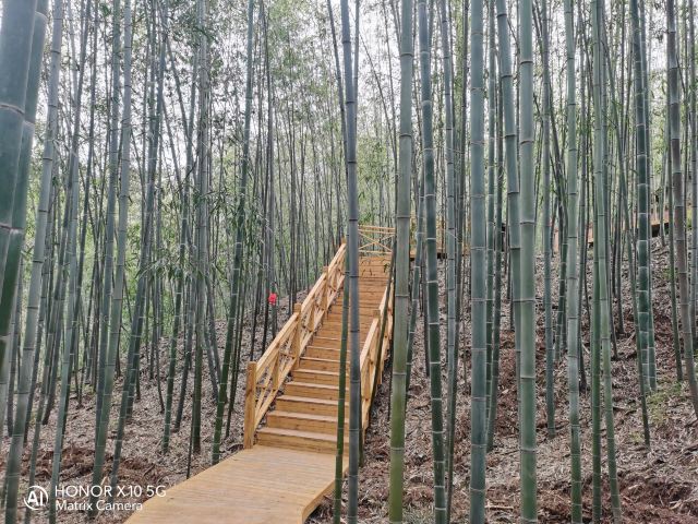 中国·秦岭·竹海旅行图片 2