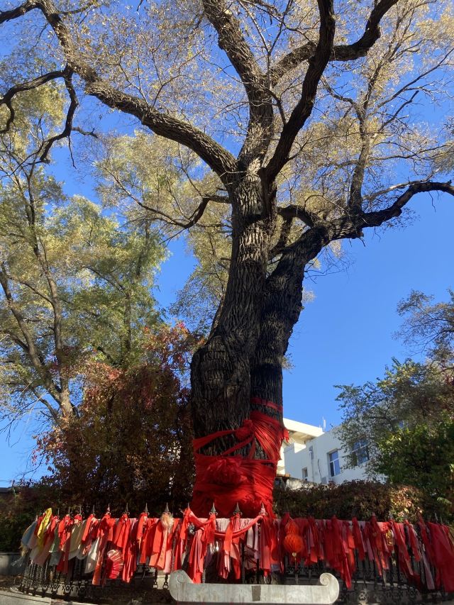 平房公园旅行图片 1