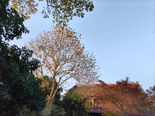 莫愁湖公园旅行图片 6