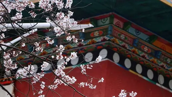 傾多寺