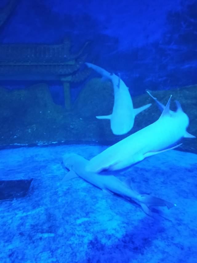 秦皇岛新澳海底世界旅行图片 1
