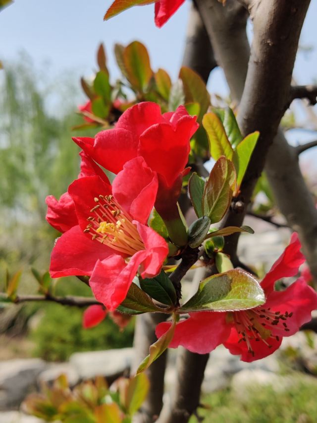 石家庄植物园旅行图片 9