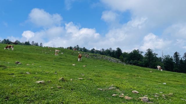 老秃顶草原景区(暂停开放)旅行图片 9
