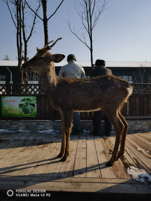 牡丹江珍稀动物园旅行图片 2