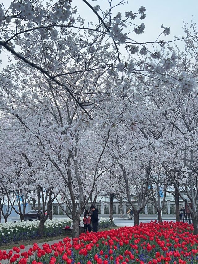 琴键春园旅行图片 13