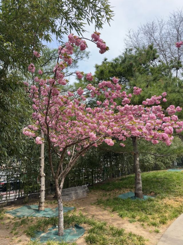 宣武艺园旅行图片 2