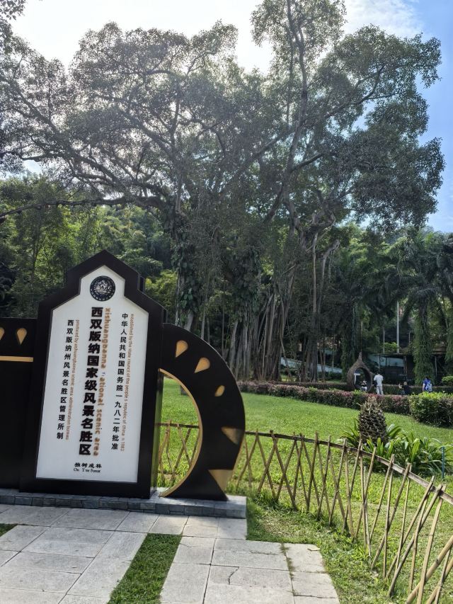 西双版纳独树成林景区旅行图片 3