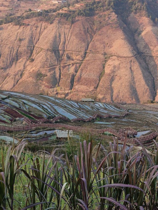 新山梯田旅行图片 1