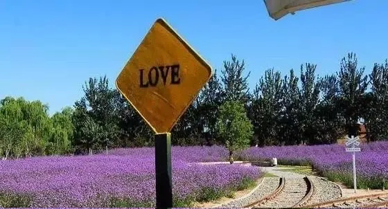 北京夢幻紫海香草莊園