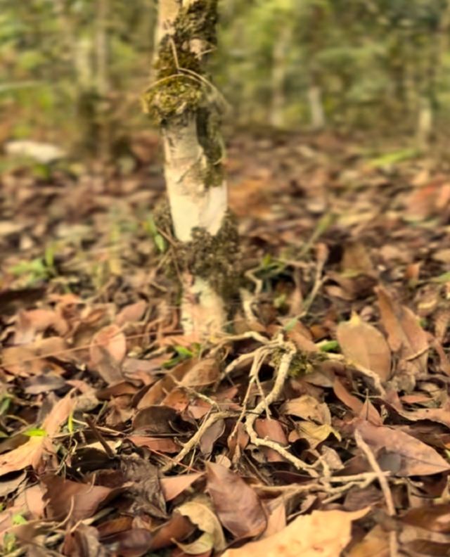 大平掌古茶林旅行图片 9
