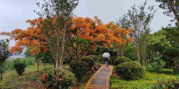 石屏異龍湖國家濕地公園