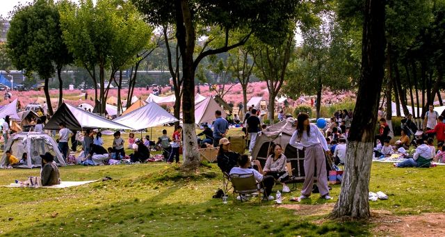 二妃山花海旅行图片 1